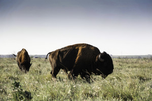 Lubbock Texas: The Gateway to The Great Outdoors  - by Visit Lubbock
